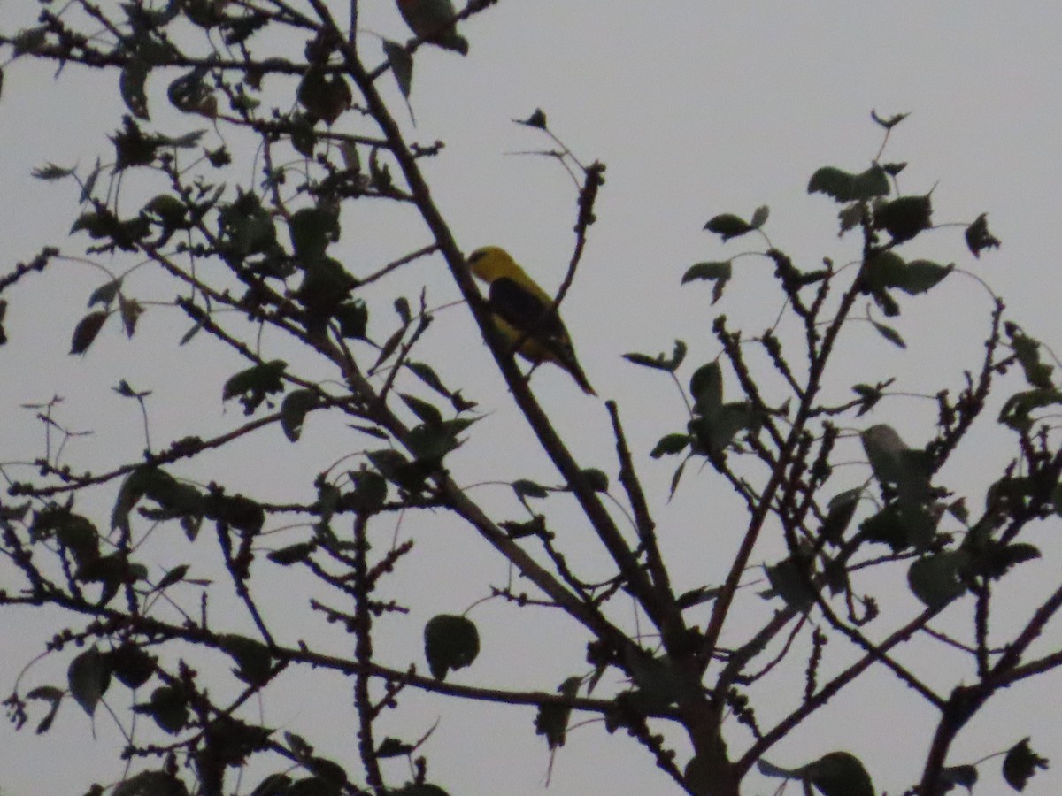 Indian Golden Oriole - ML645231814
