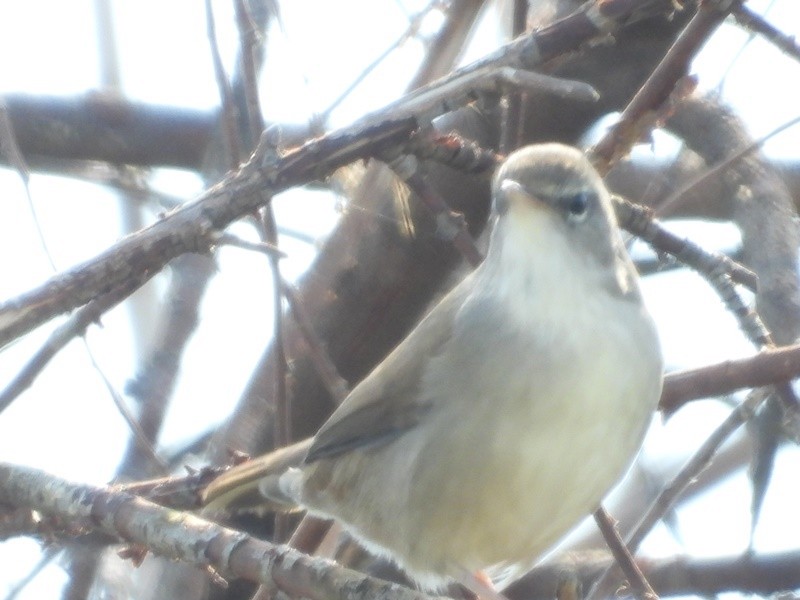 Cetti's Warbler - ML645231821