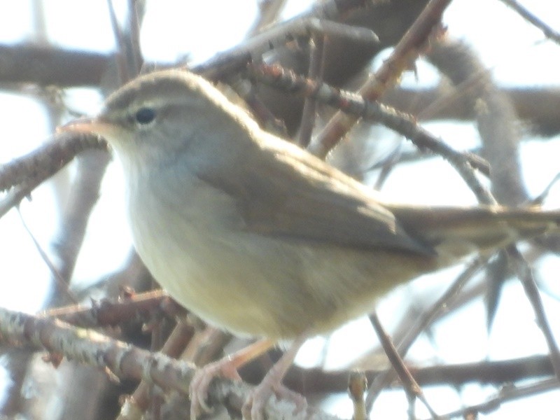 Cetti's Warbler - ML645231822