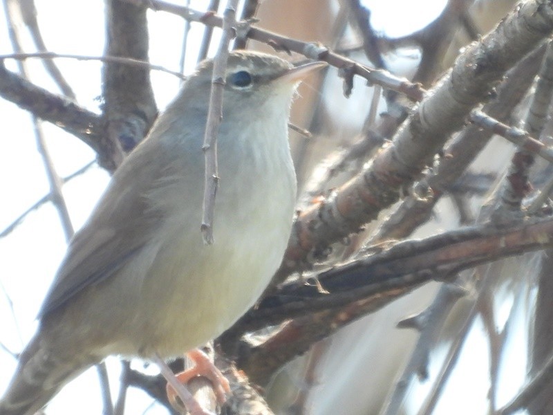 Cetti's Warbler - ML645231823