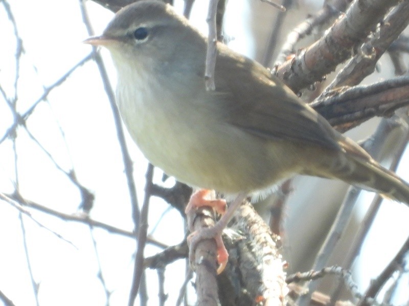 Cetti's Warbler - ML645231824