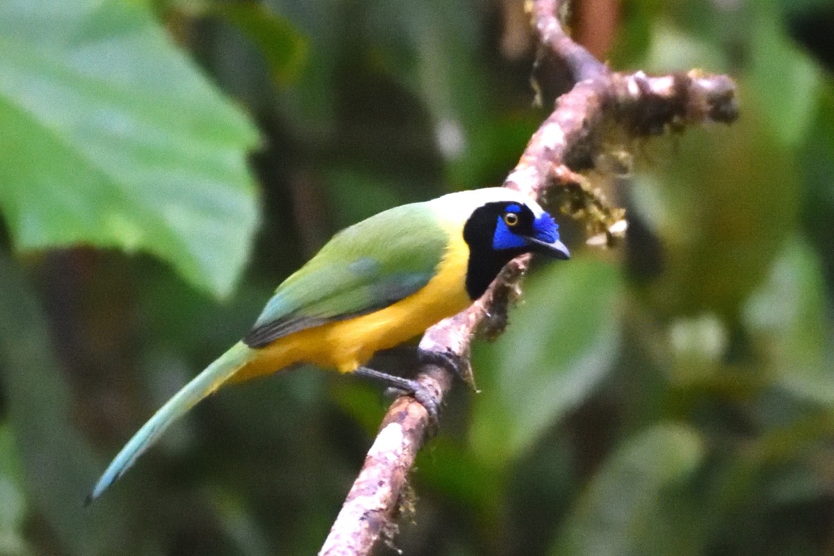 Green Jay - ML645231834