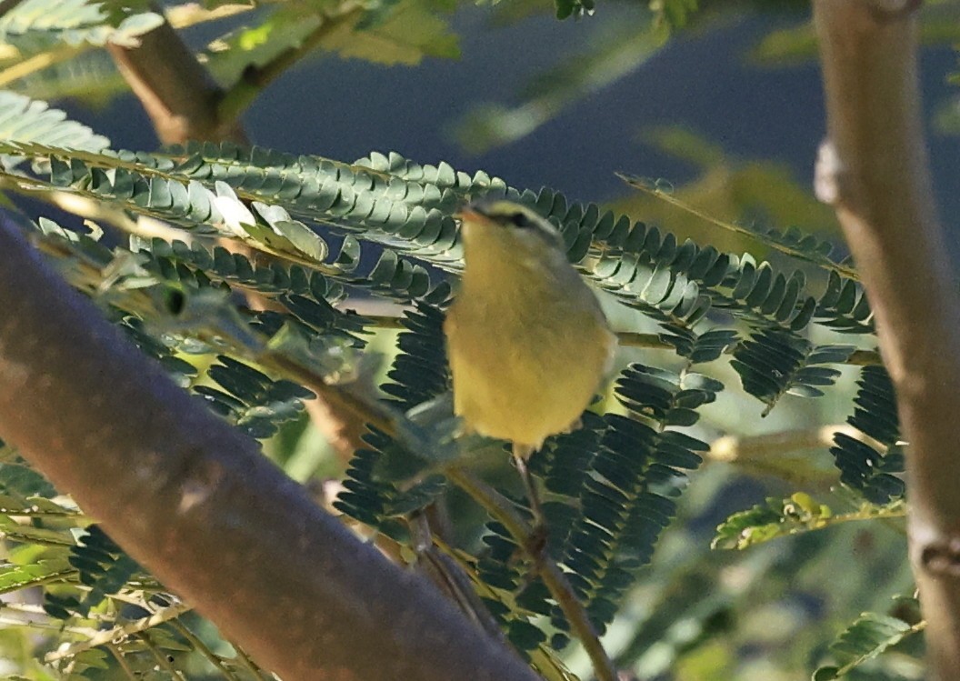 Tickell Çıvgını - ML645231848