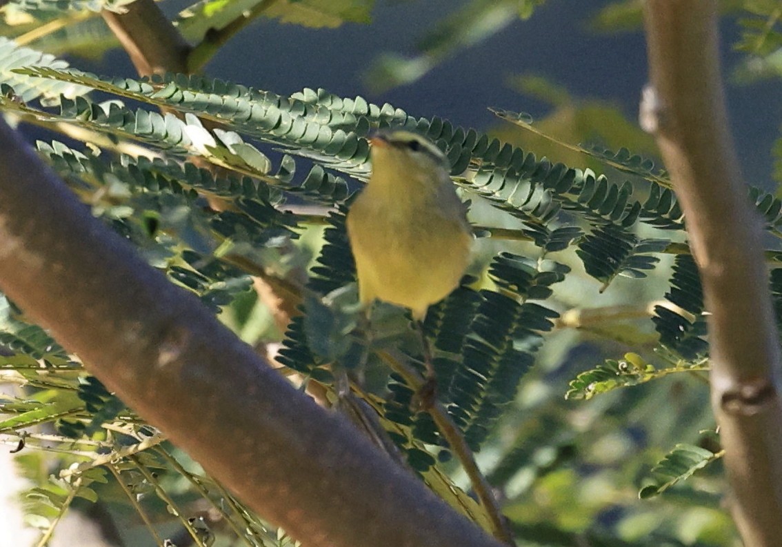 Tickell Çıvgını - ML645231849