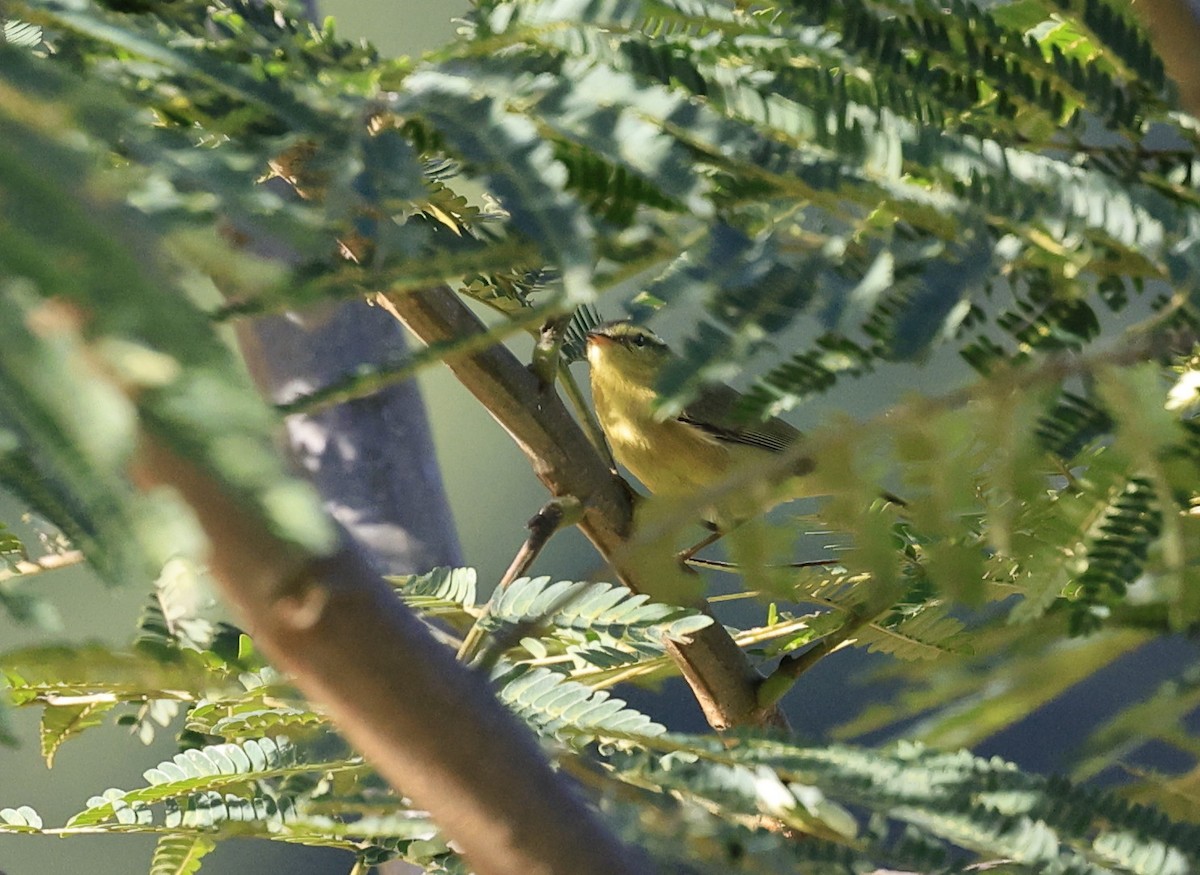 Tickell Çıvgını - ML645231850