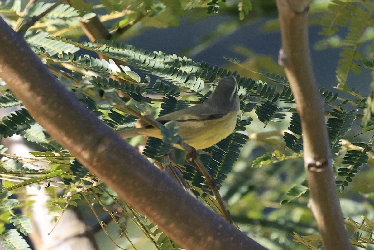 Tickell Çıvgını - ML645231851