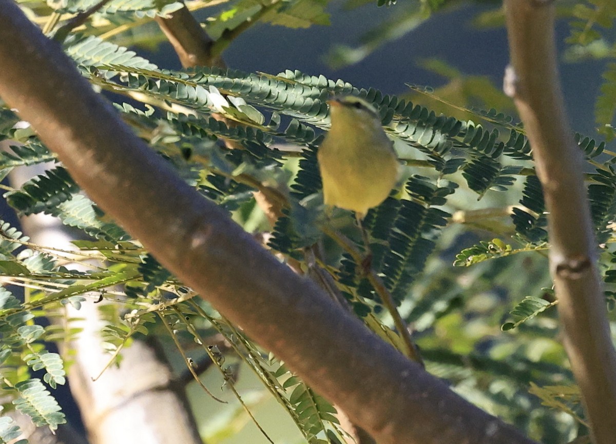 Tickell Çıvgını - ML645231852