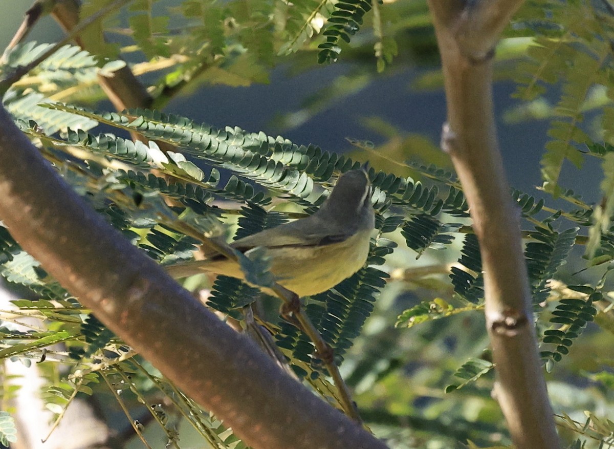 Tickell Çıvgını - ML645231853