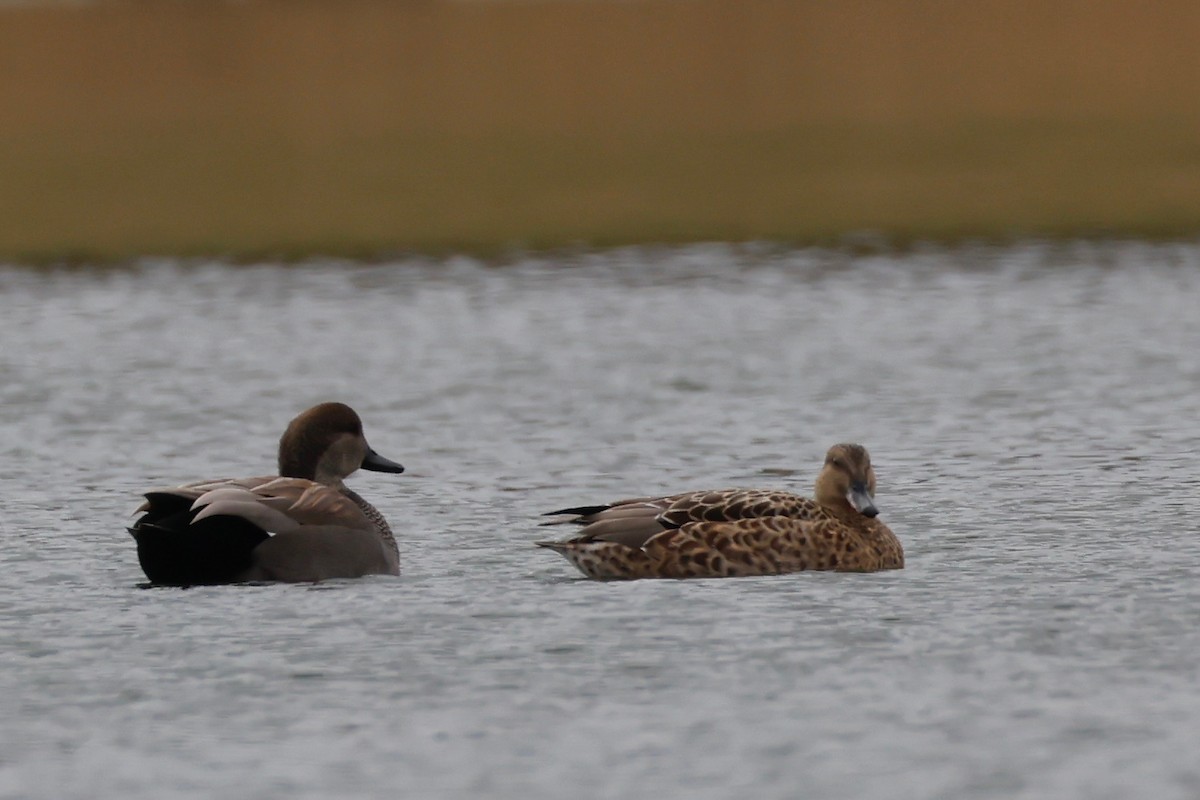 Gadwall - ML645231859