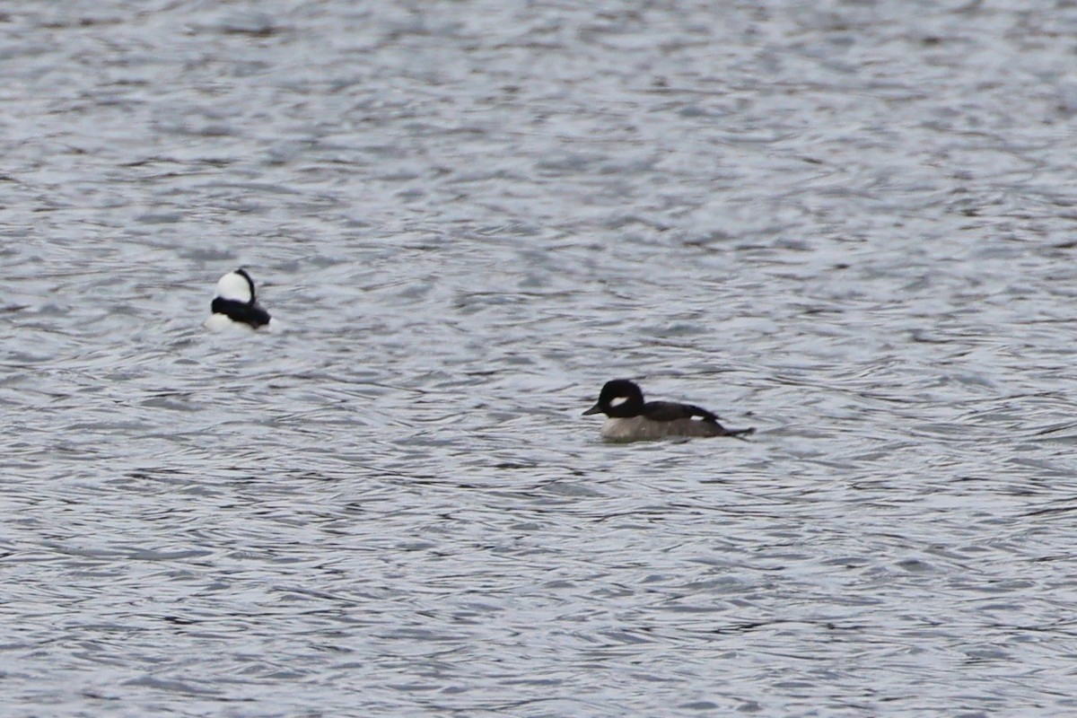 Bufflehead - ML645231864