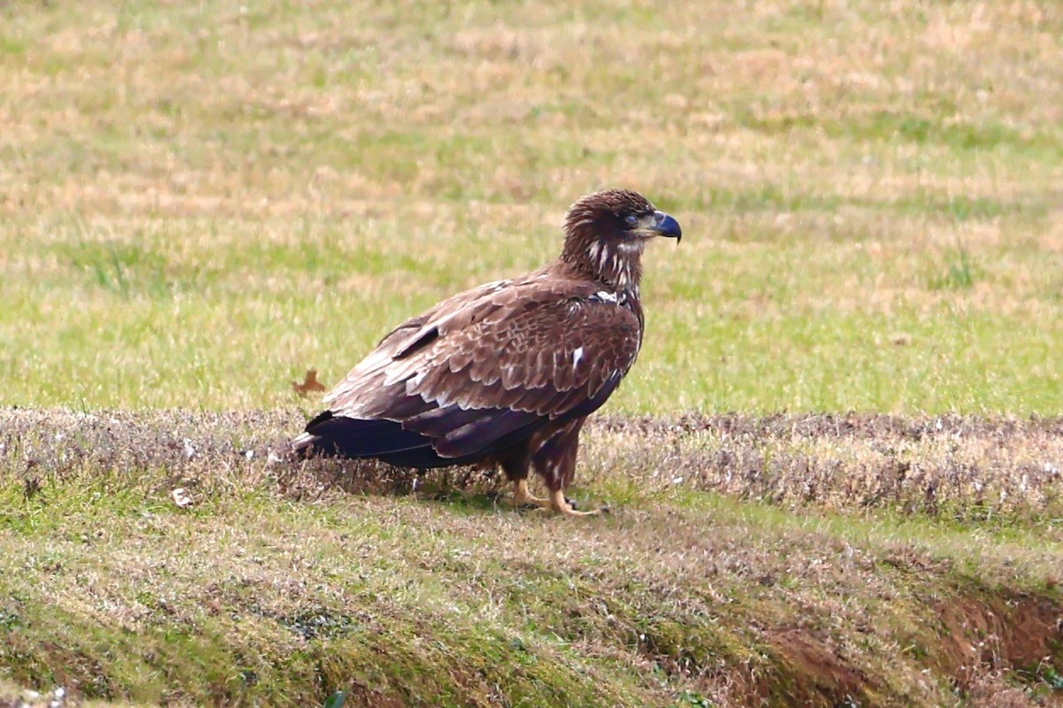 Bald Eagle - ML645231872
