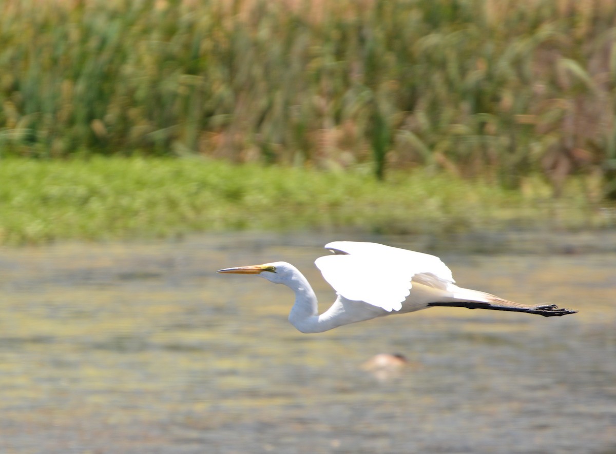 volavka bílá - ML645231883