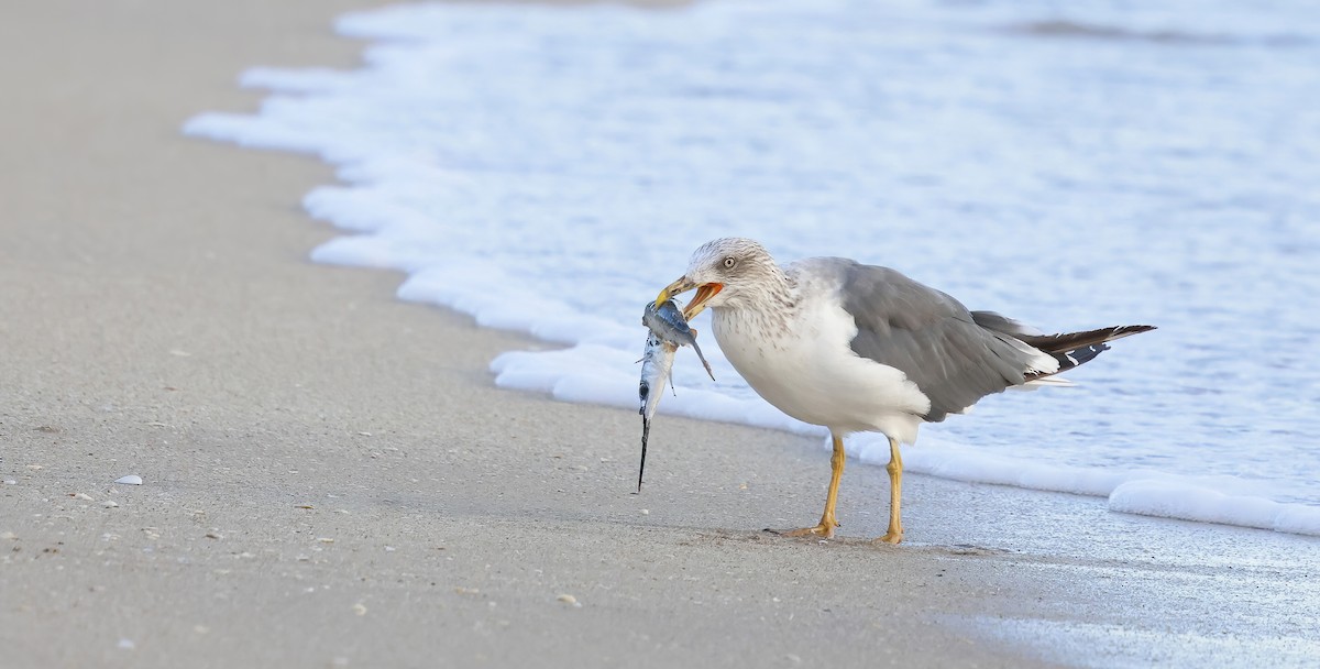 Zafferano - ML645231905