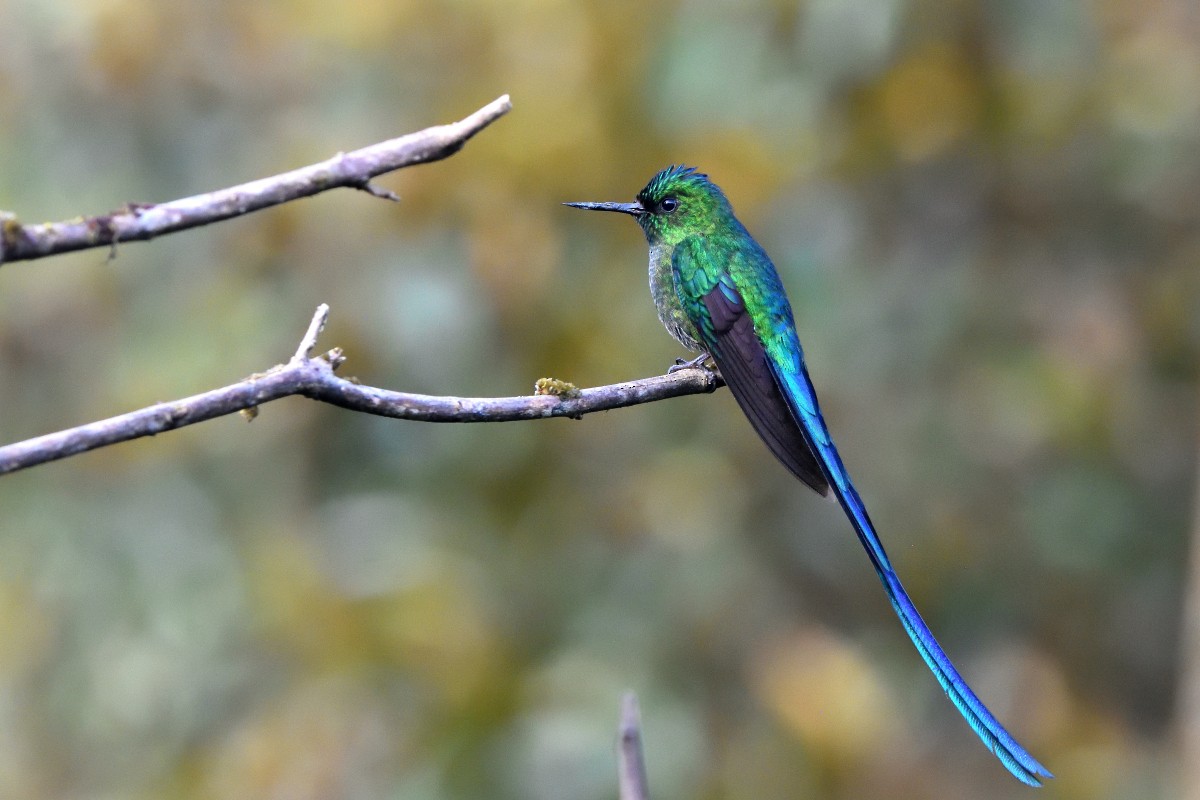 Long-tailed Sylph - ML645231906