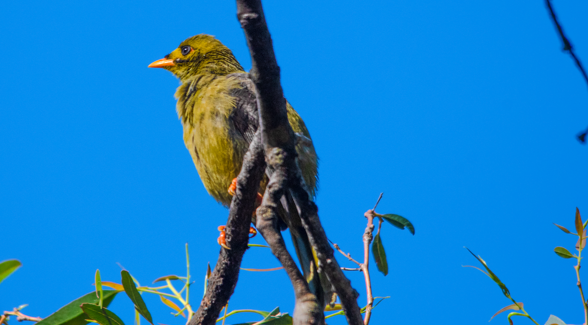 Glockenhonigfresser - ML645231909