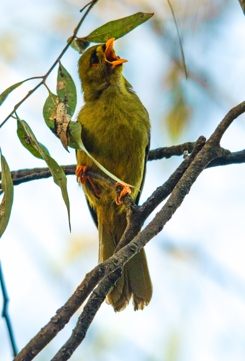 Glockenhonigfresser - ML645231910