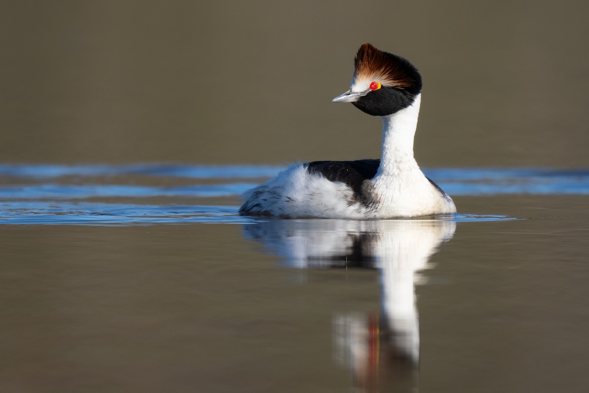 Hooded Grebe - ML645231933