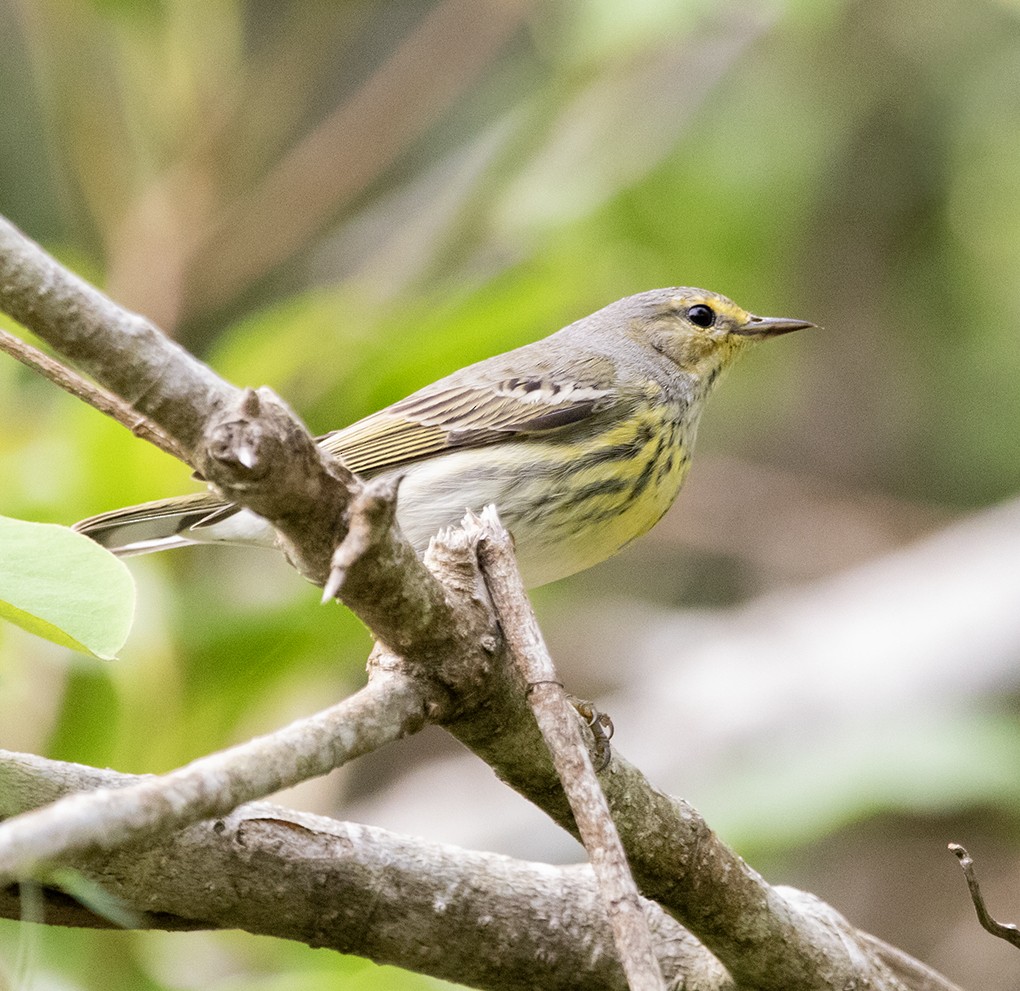 Cape May Warbler - ML645231945