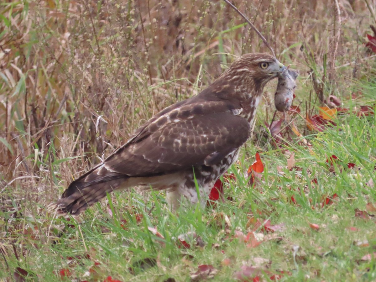 Red-tailed Hawk - ML645231958
