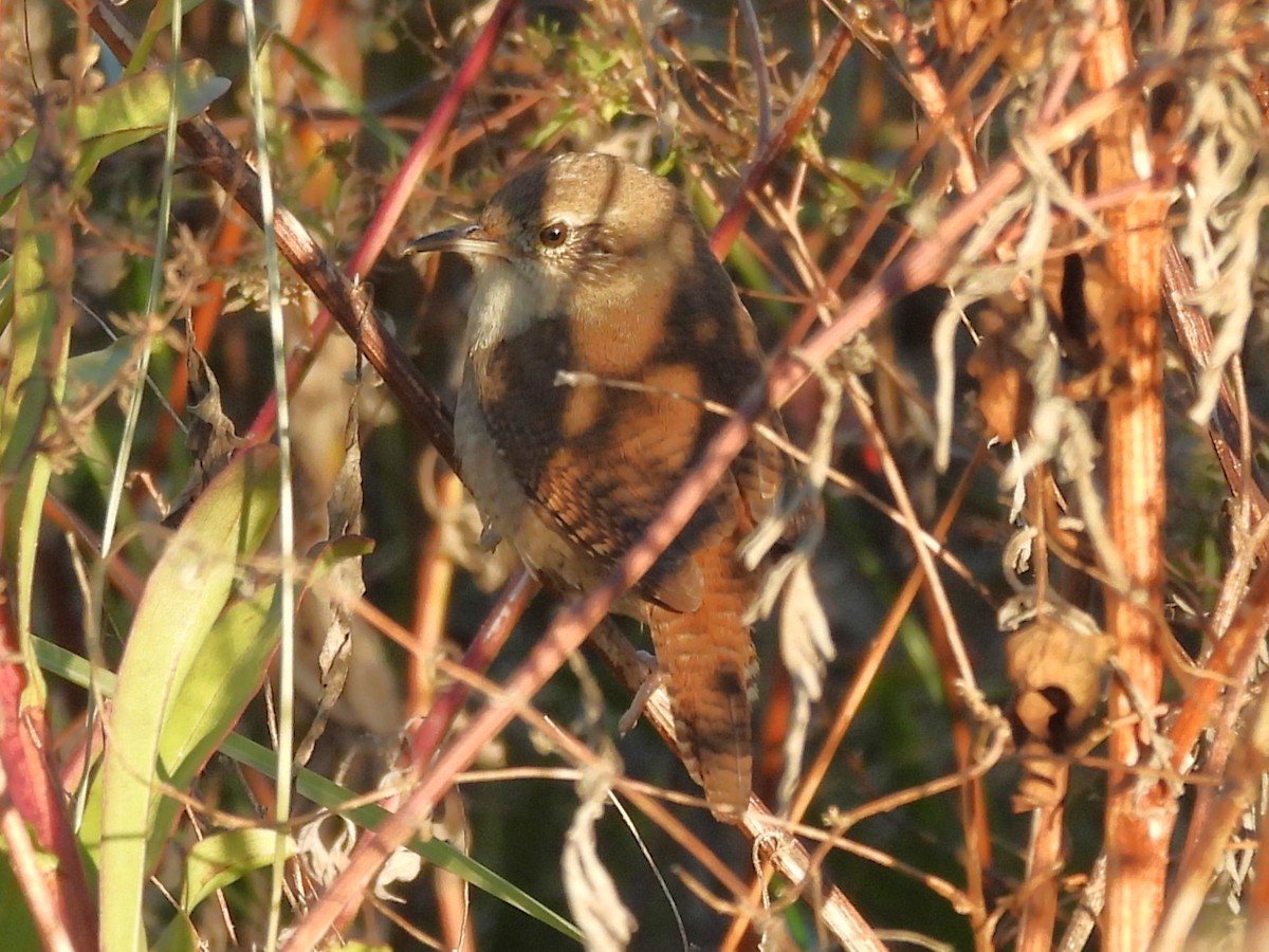 Northern House Wren - ML645231973