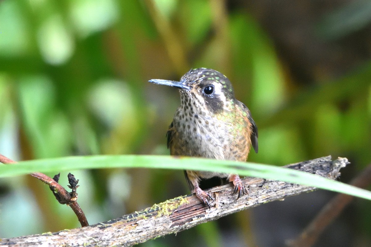 Speckled Hummingbird - ML645231977