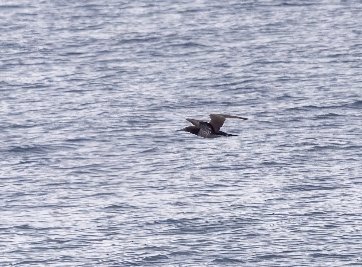 Cocos Booby - ML645231988