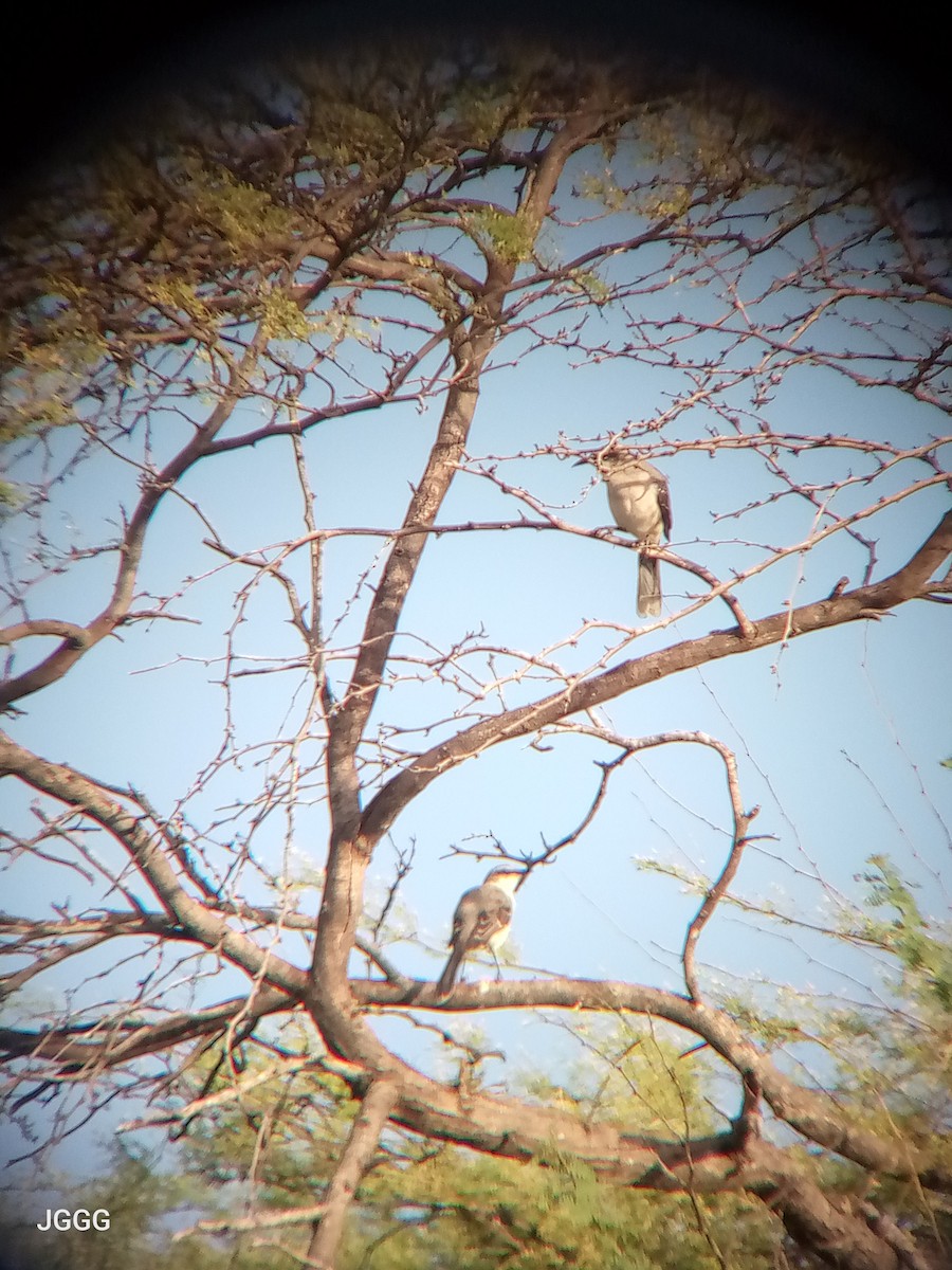 Tropikal Taklitçi - ML645231990