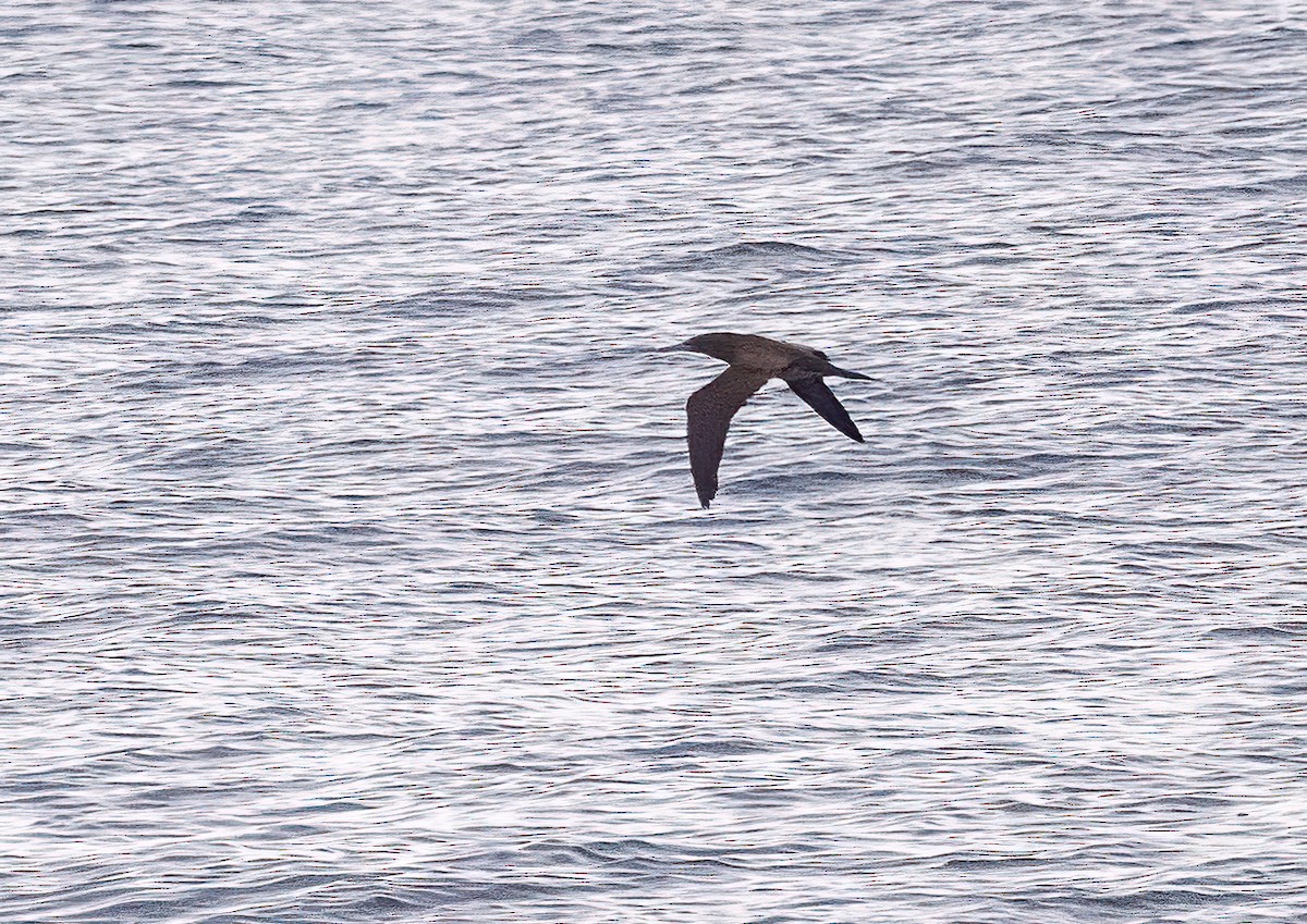 Cocos Booby - ML645231992