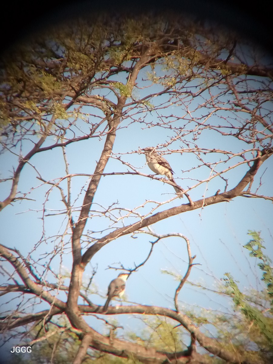 Tropikal Taklitçi - ML645232018