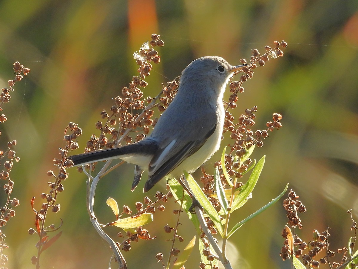 Perlita Grisilla - ML645232026