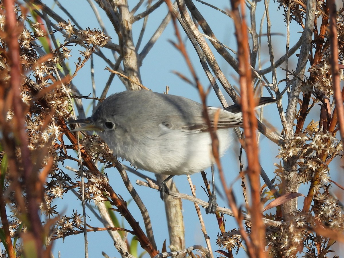 Perlita Grisilla - ML645232027