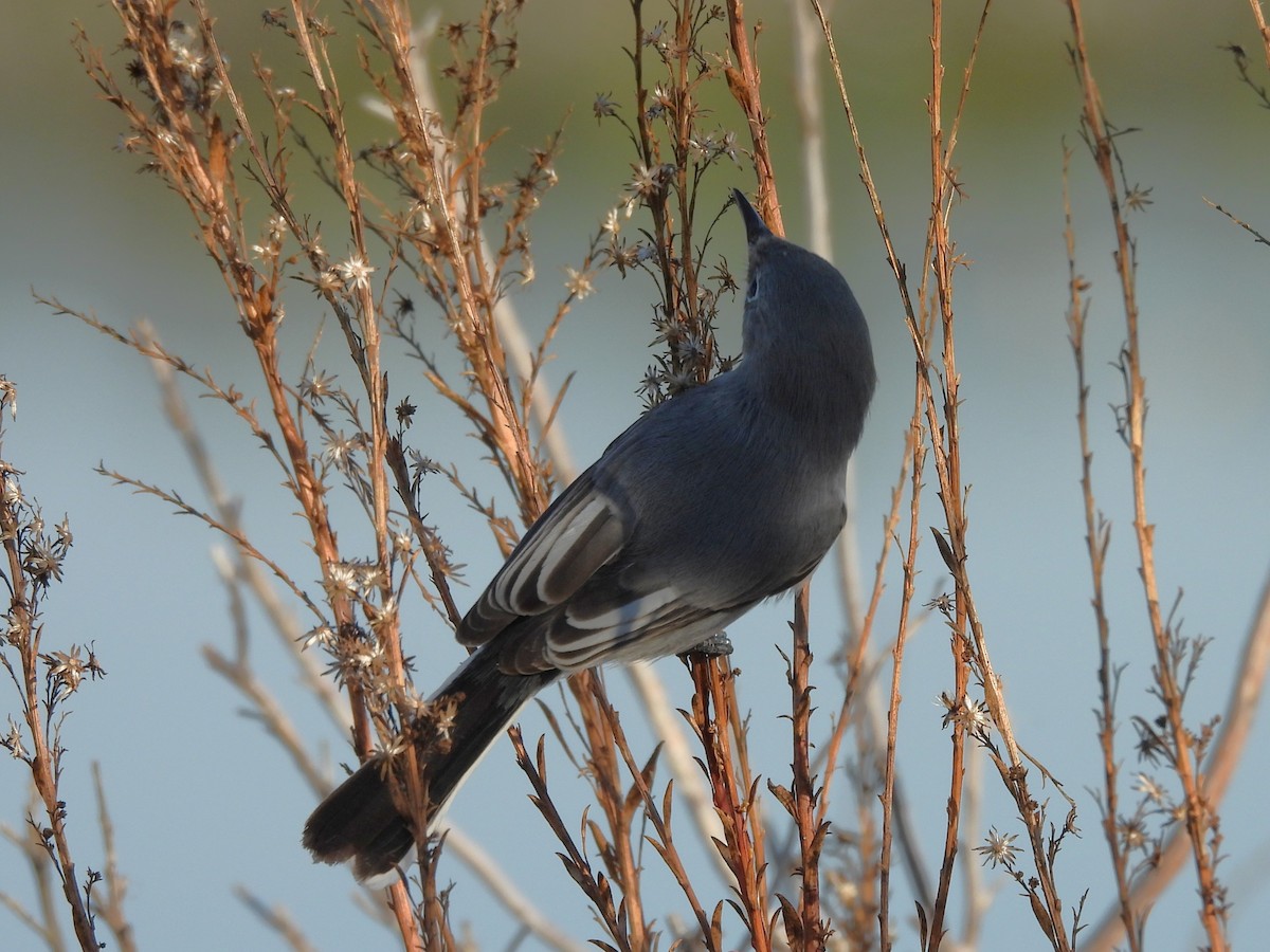 Perlita Grisilla - ML645232028