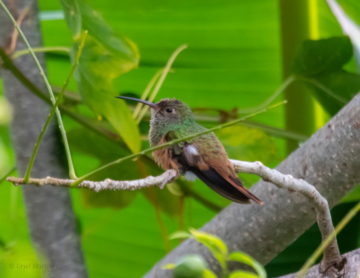 Buff-bellied Hummingbird - ML645232029
