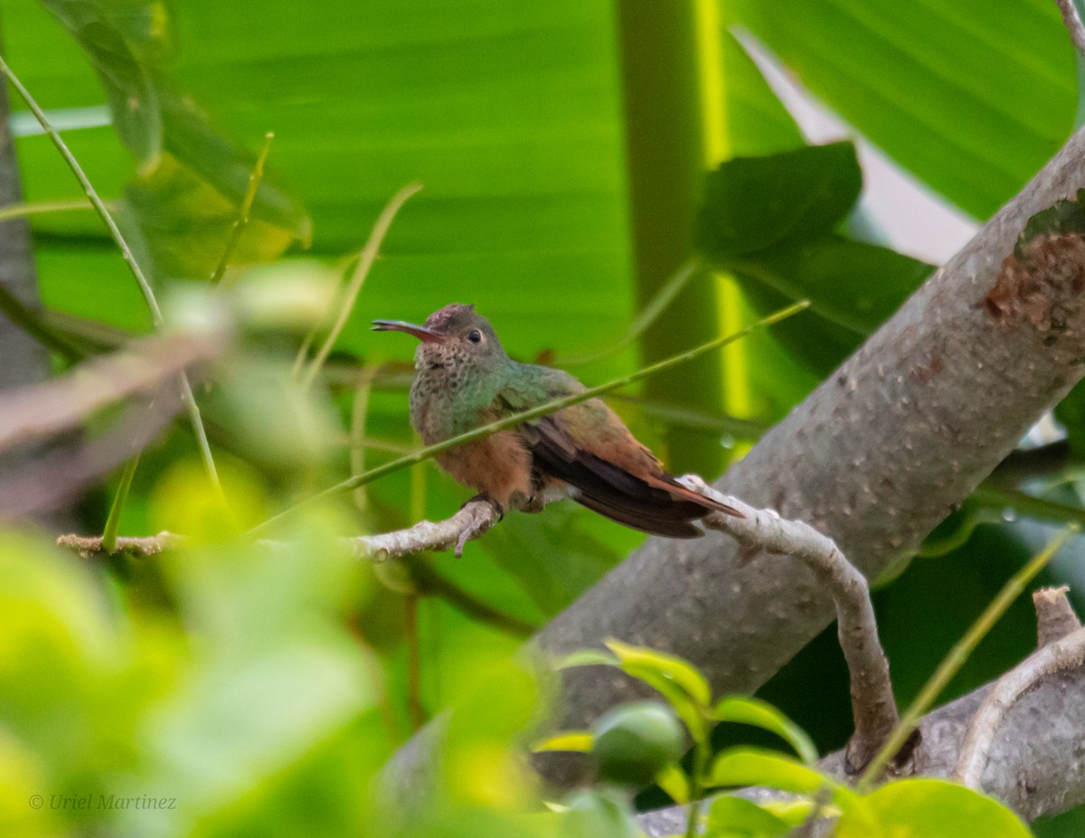 Buff-bellied Hummingbird - ML645232030