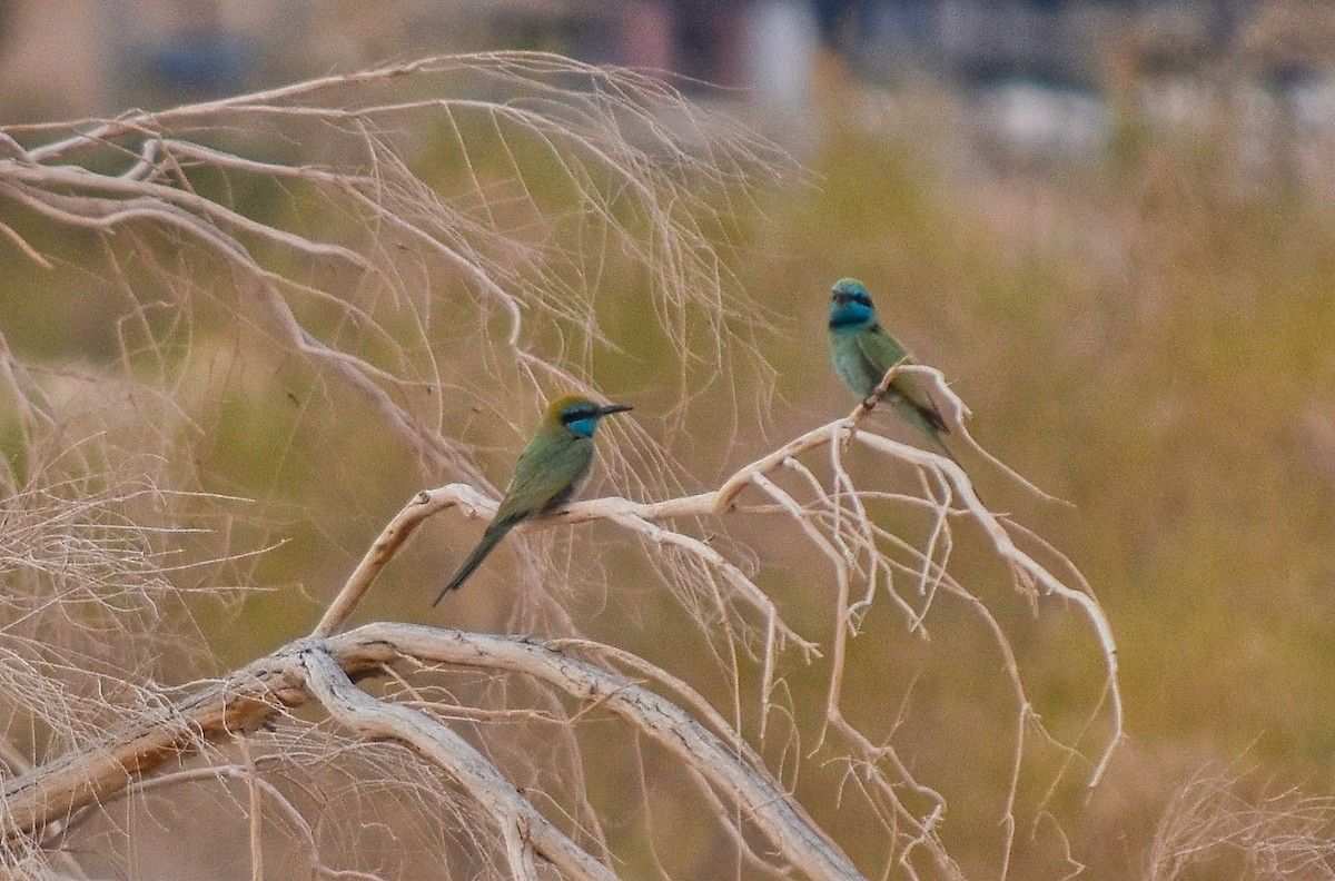 Arabian Green Bee-eater - ML645232041