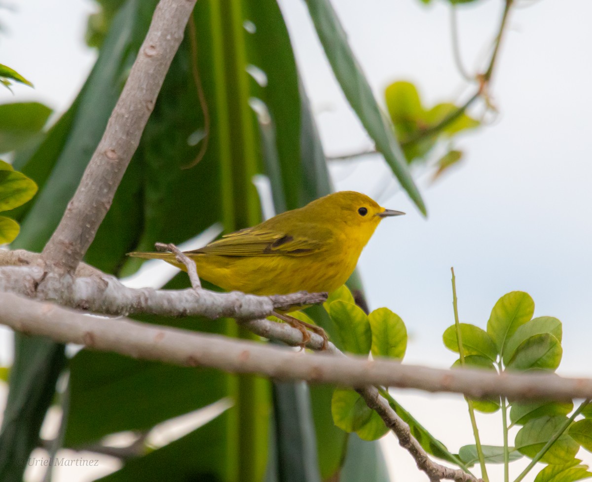 Northern Yellow Warbler - ML645232042