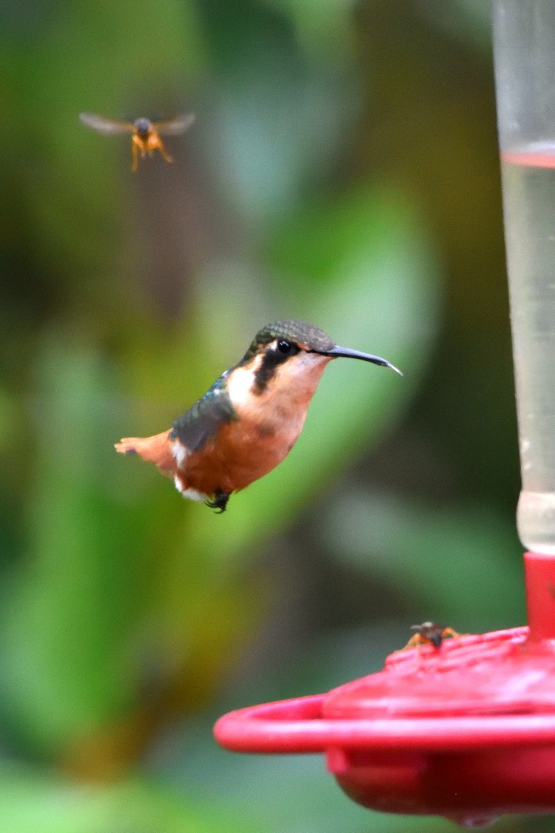 Gorgeted Woodstar - ML645232043