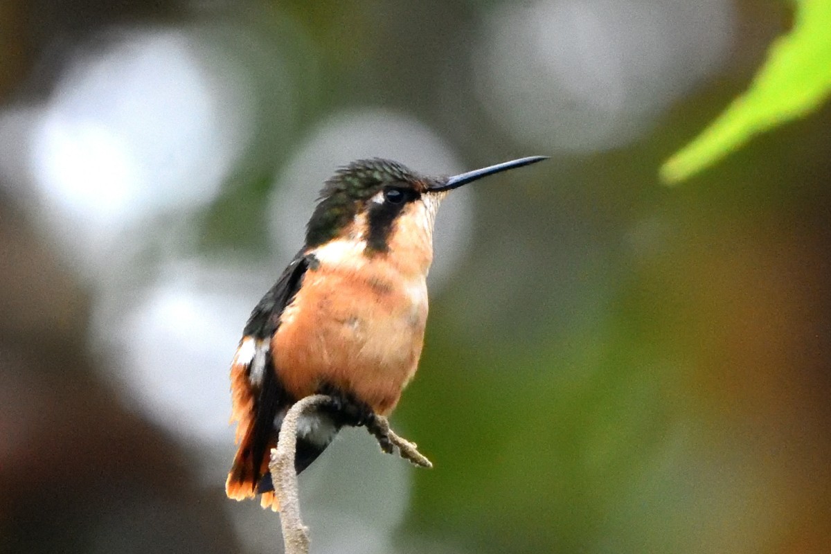 Gorgeted Woodstar - ML645232044