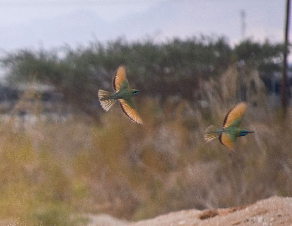 Arabian Green Bee-eater - ML645232045