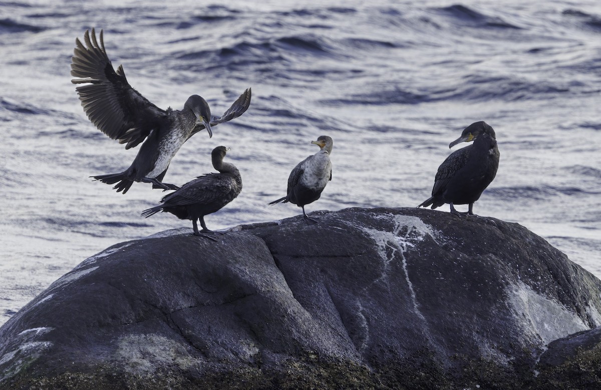 Great Cormorant - ML645232049