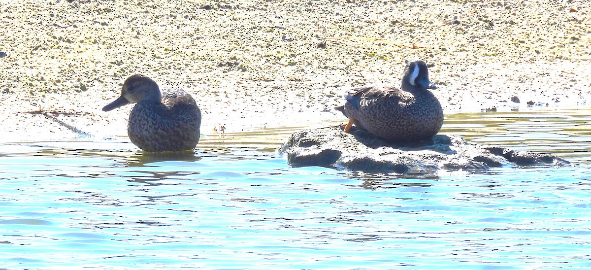 čírka modrokřídlá - ML645232056