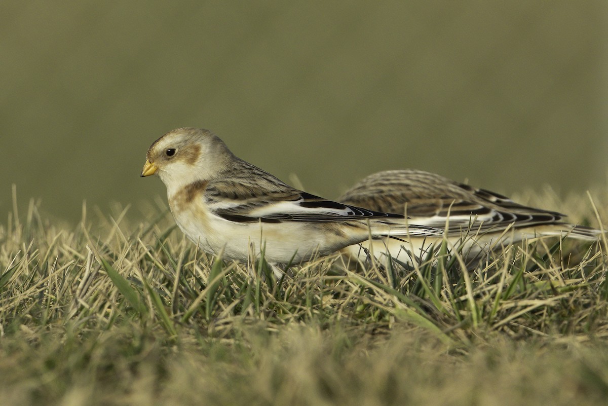Snow Bunting - ML645232065