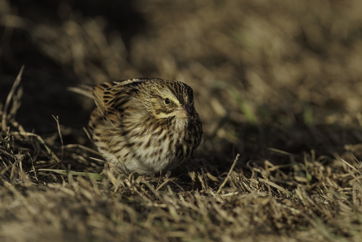 Savannah Sparrow (Savannah) - ML645232073