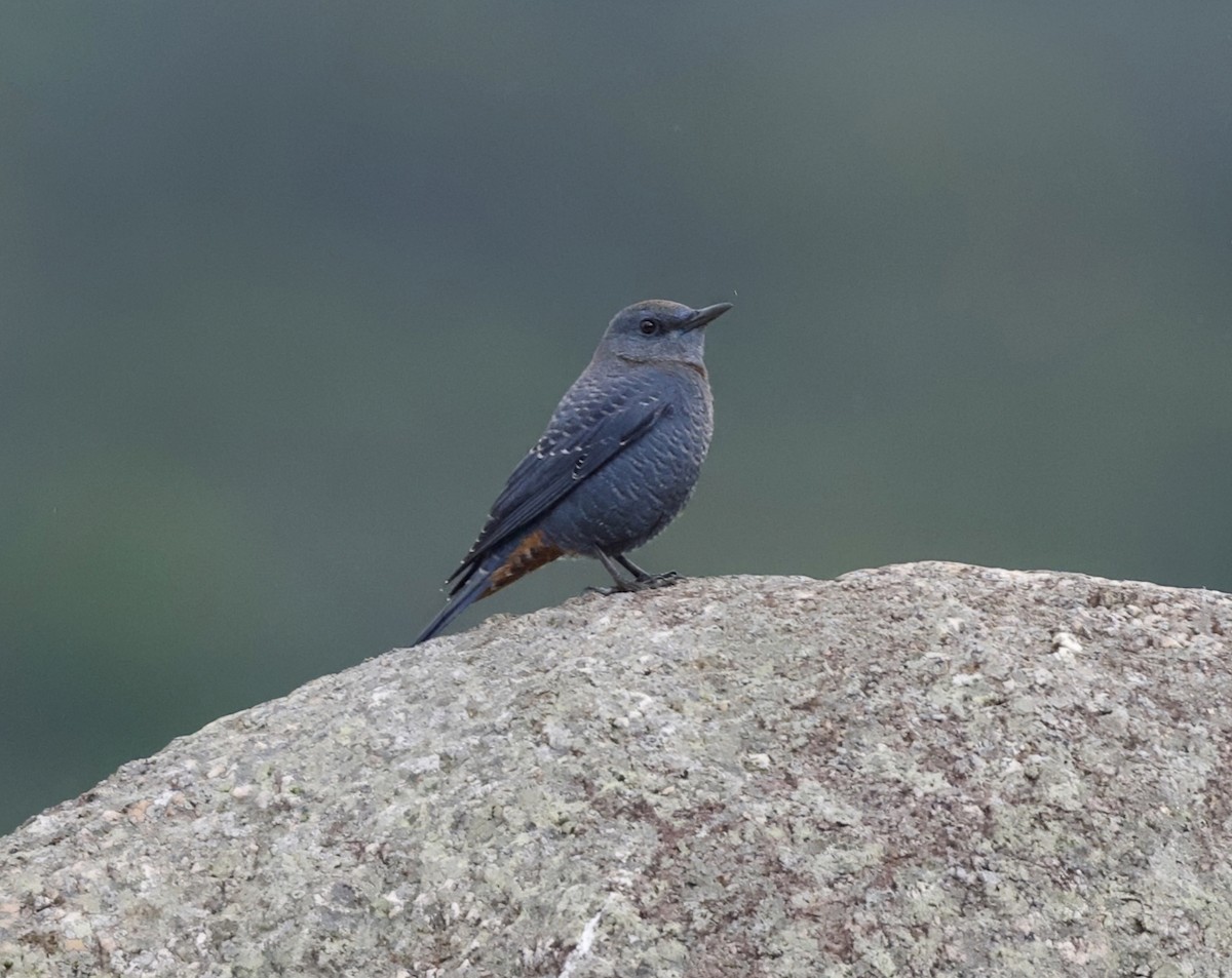 skalník modrý (ssp. pandoo) - ML645232080