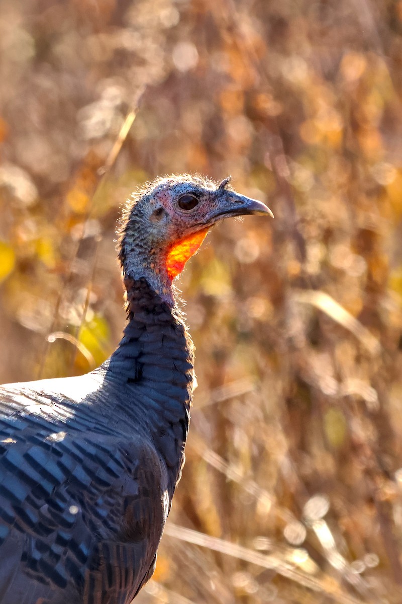 Wild Turkey - ML645232081