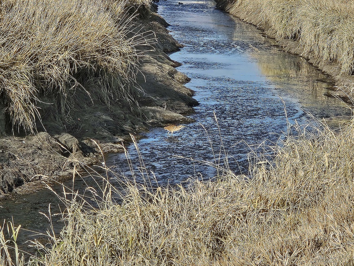 American Bittern - ML645232088