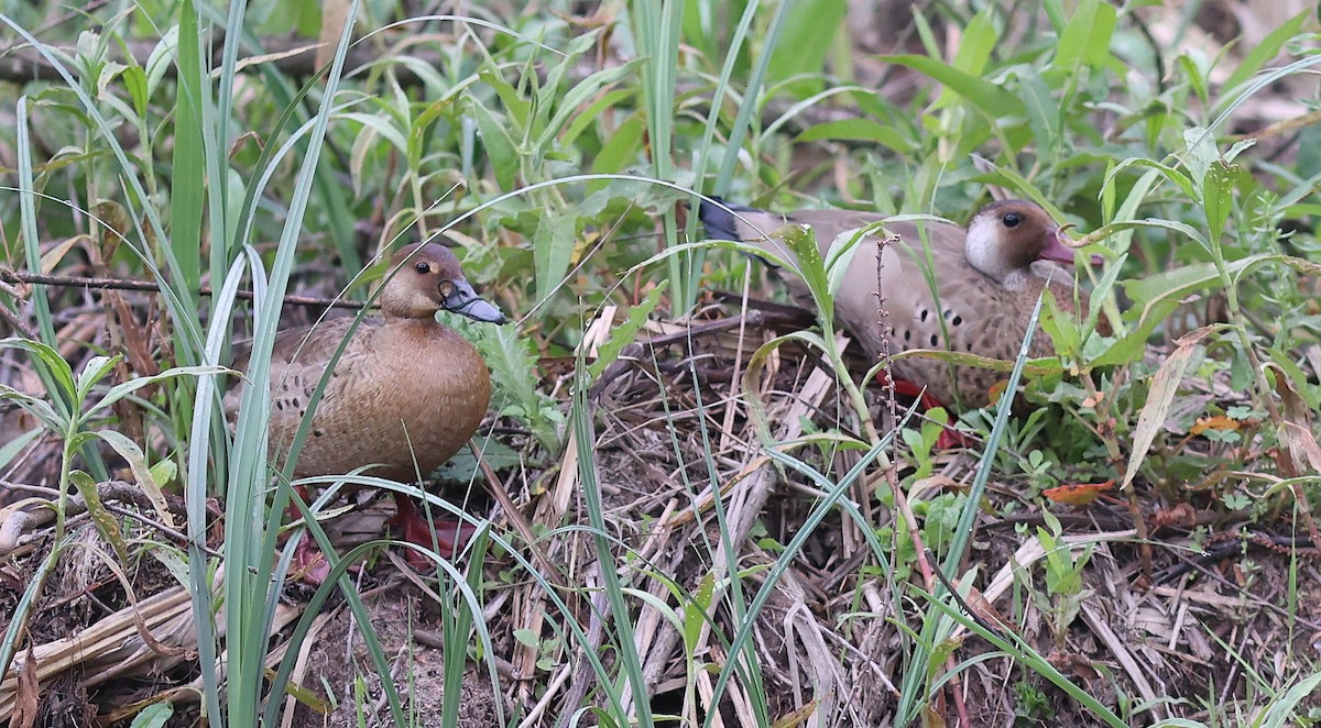 Brazilian Teal - ML645232097