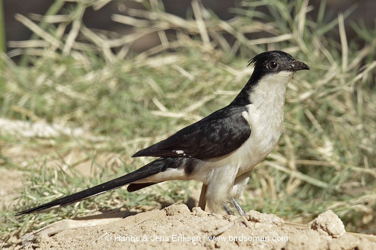 Pied Cuckoo - ML64523211