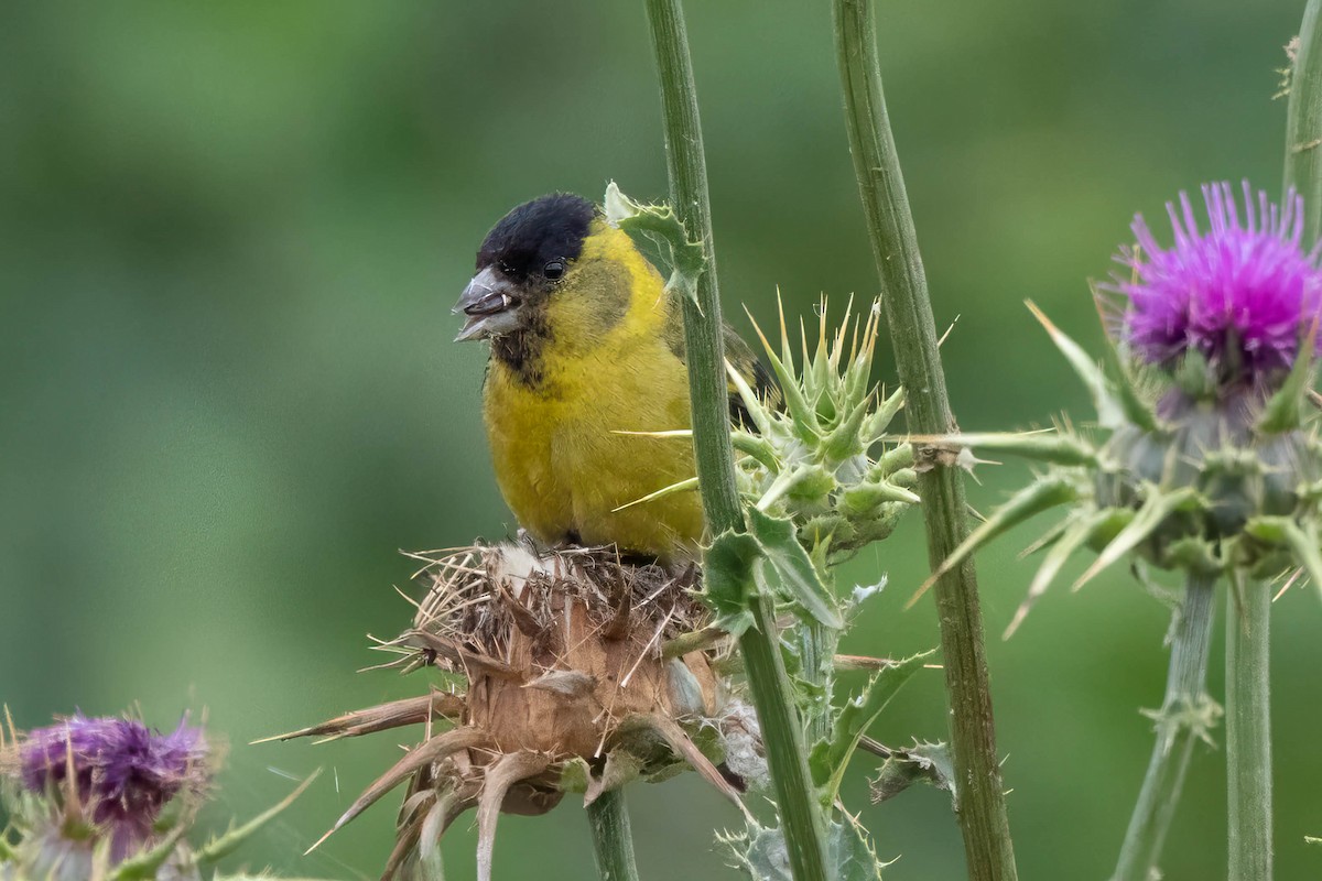 Black-chinned Siskin - ML645232116
