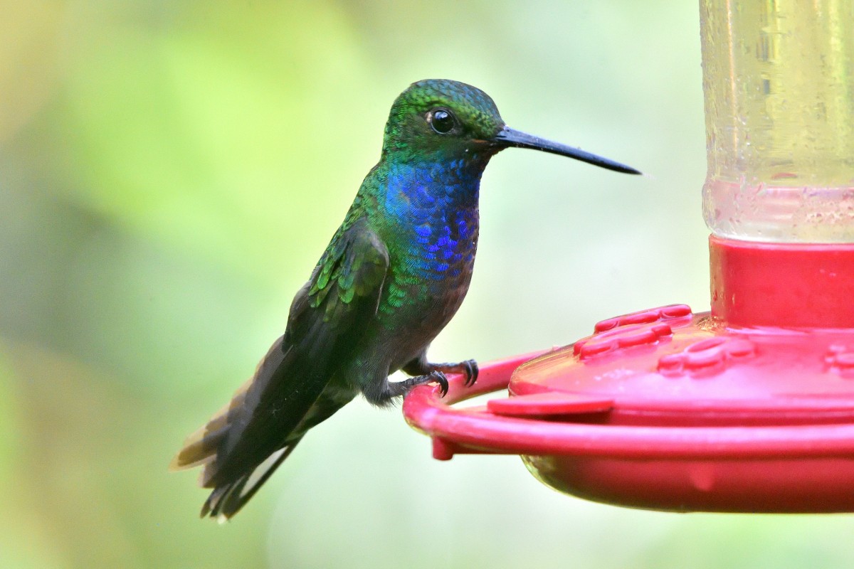 Green-backed Hillstar - ML645232121